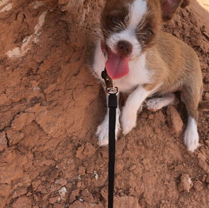 Meet your Posher, Landon